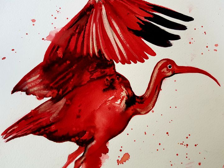 Scarlet Ibis - Sammyjo Artwork