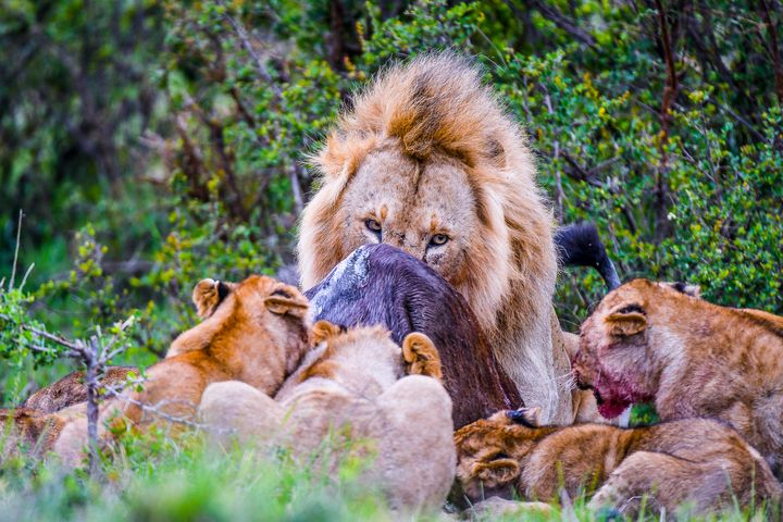 WildildTrailsSafari - Photography