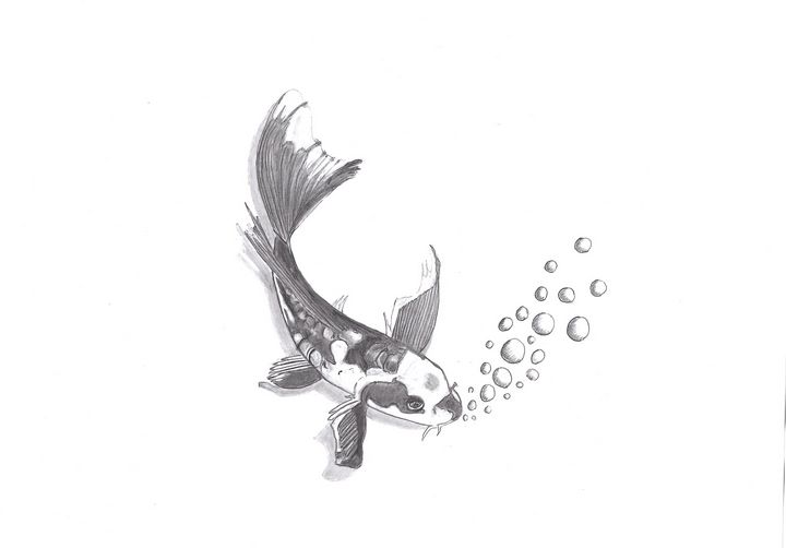 KOI CARP - Sketches - Drawings & Illustration, Animals, Birds, & Fish,  Aquatic Life, Fish, Freshwater Fish - ArtPal
