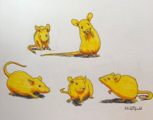 The Five Golden Mice