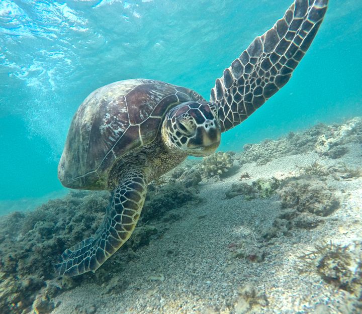 Green Sea Turtle - Gena - Photography, Animals, Birds, & Fish, Reptiles ...