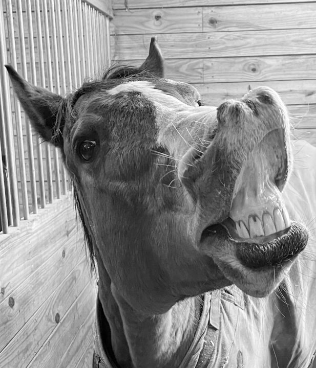 laughing-horse-cj-s-art-photography-animals-birds-fish-horses