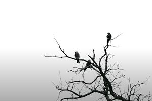 Falcon Family