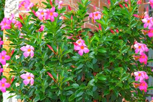 Mandevilla Vine
