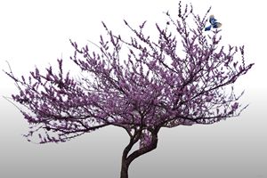 Bluejay in Purple Tree