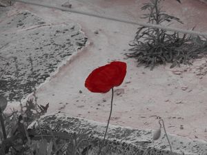 A poppy of peace