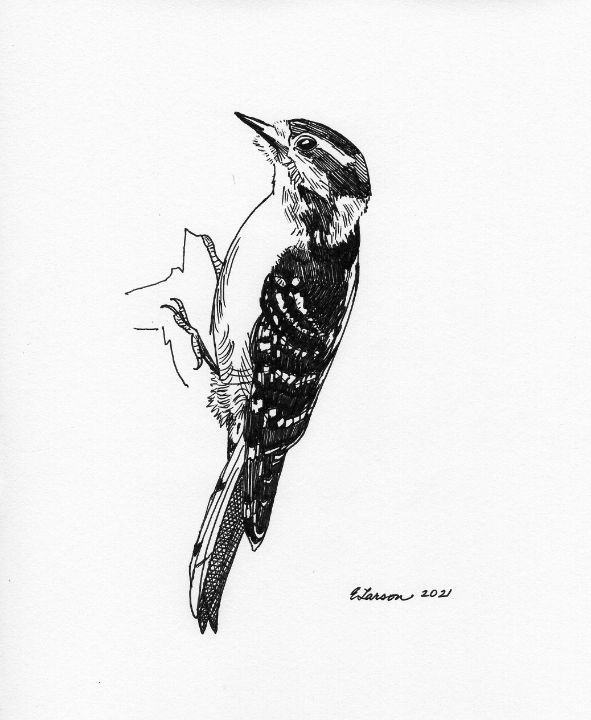 Red Headed Woodpecker Drawing by Carol Veiga - Fine Art America