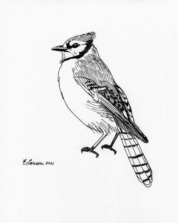 A Blue Jay I drew. : r/birding