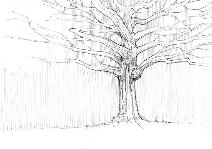 Bare Tree Drawing PNG Transparent SVG Vector | OnlyGFX.com