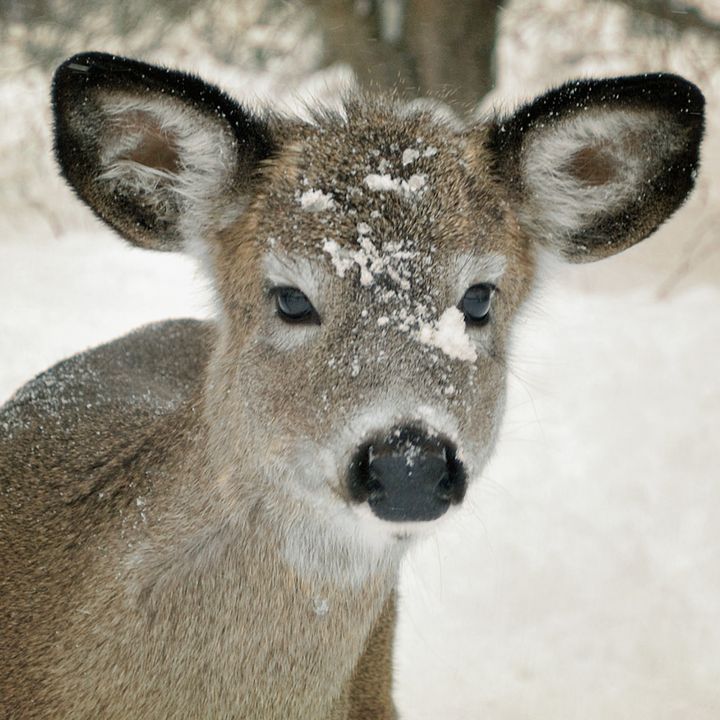 Snow, Deer