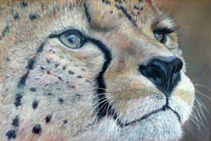 Cheetah - (Stargazer)
