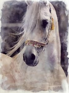 White horse - Paradise