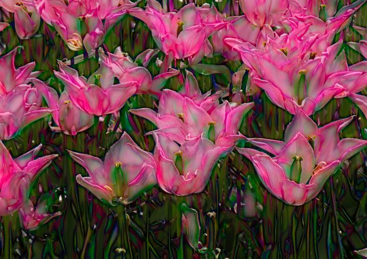 Open Pink Tulips - RosalieScanlonPhotography&Art