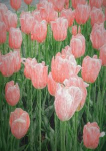 Dreamy Pink Tulips - RosalieScanlonPhotography&Art