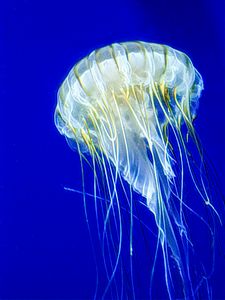 Jelly Fish in Blue