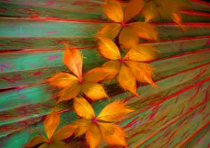 Wild Ivy Draped over Palmetto Leaf - RosalieScanlonPhotography&Art
