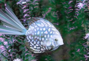 Blue Angel Fish - RosalieScanlonPhotography&Art