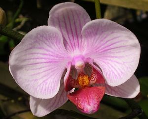 Pink and White Orchid
