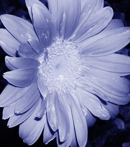 Gerber Daisy
