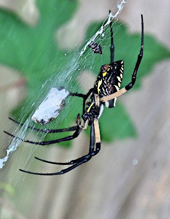 Sc Writing Spider writing spider - JacPhotography - Photography, Animals, Birds, & Fish ...