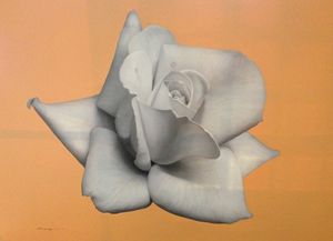 Rose in Orange Background