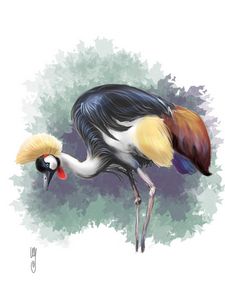 The Grey-crowned Crane