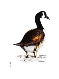 Canada goose