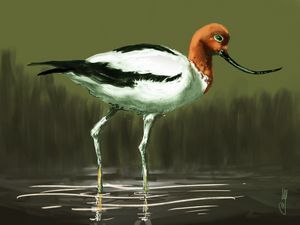 The red-necked avocet