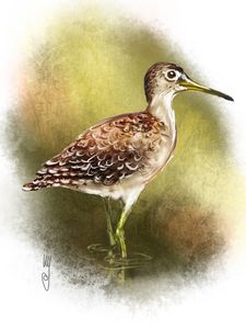 Wood Sandpiper