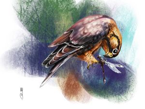A merlin falcon