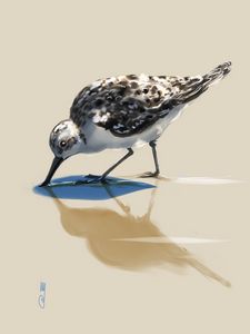 Sanderling