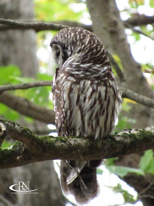 Owl Ronnie "Flash" Norris Photography Photography, Animals, Birds