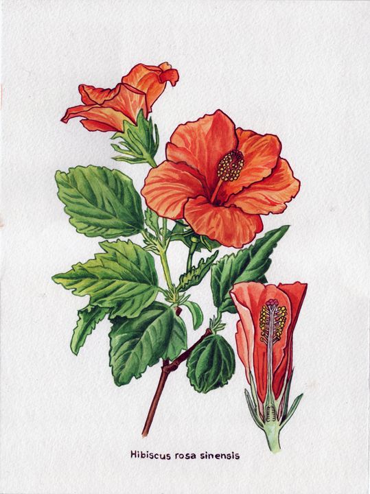 Rose of china Hibiscus rosa sinensis - Jean-Luc Bernard