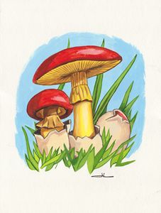 Oronge Mushrooms