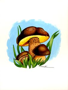 Bolet mushrooms
