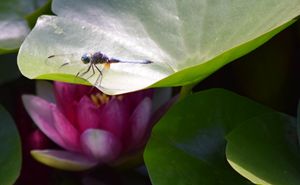 Dragonfly & Lotus