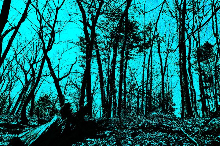 Lincoln Woods gray scale and color - My Soul ID Through Art