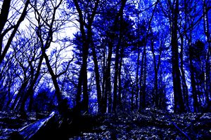 Lincoln Woods gray scale and color