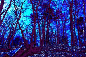 Lincoln Woods gray scale color value