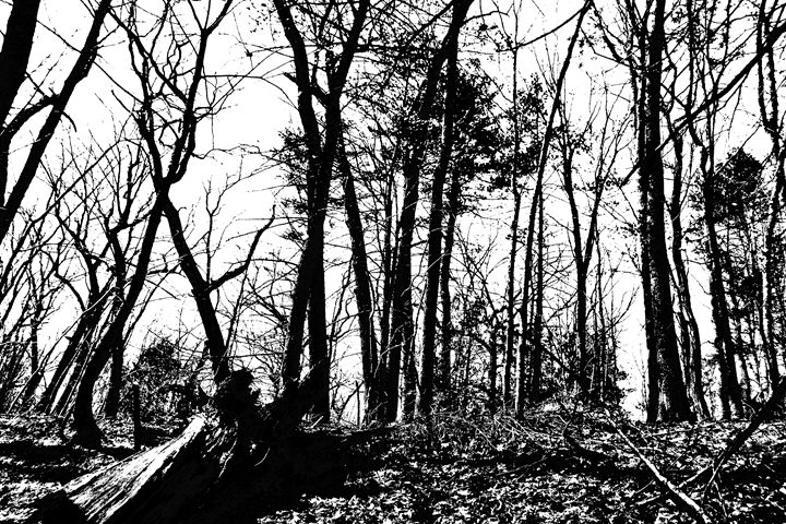 Lincoln Woods Black and White - My Soul ID Through Art