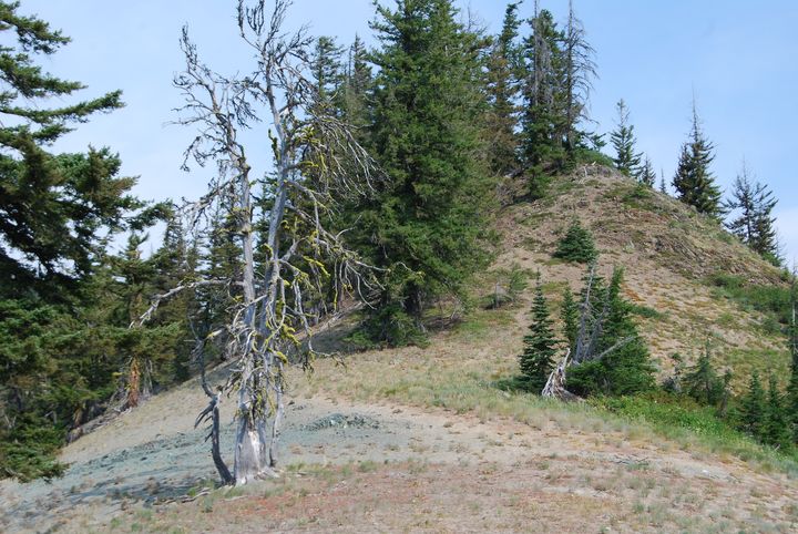 Dead Ridge Dead Tree Ridge - Wend Images Gallery - Photography, Landscapes ...