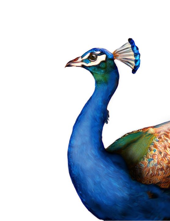 Royal Peacock #1 - Tomahto Art Studio - Digital Art, Animals, Birds ...