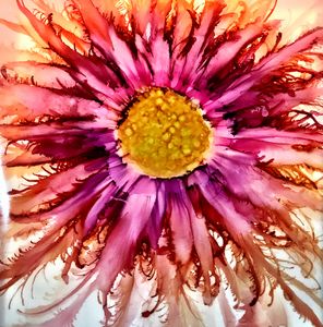 Morning Glory