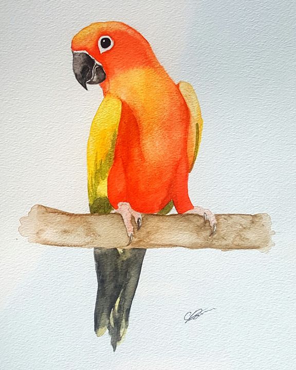 Parrot - Calum Robertson Art