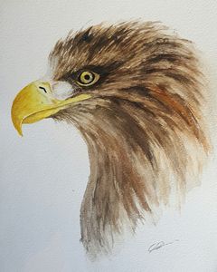 White-tailed Eagle