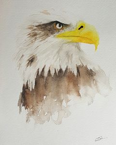 Harpy Eagle - Calum Robertson Art - Paintings & Prints, Animals, Birds, &  Fish, Birds, Eagles, Other Eagles - ArtPal