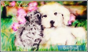 Of cats and dogs love