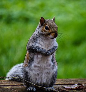 Cute Squirrel 🐿 - Kari Ann Jamison Photography