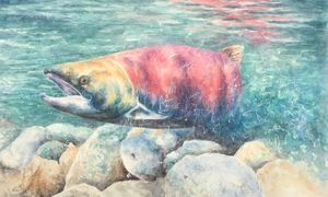Pacific Sockeye Salmon