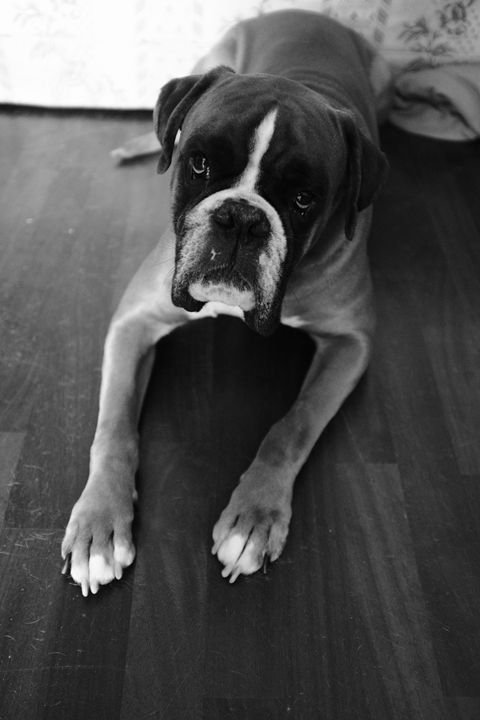 Boxer on parquet - My Dogs